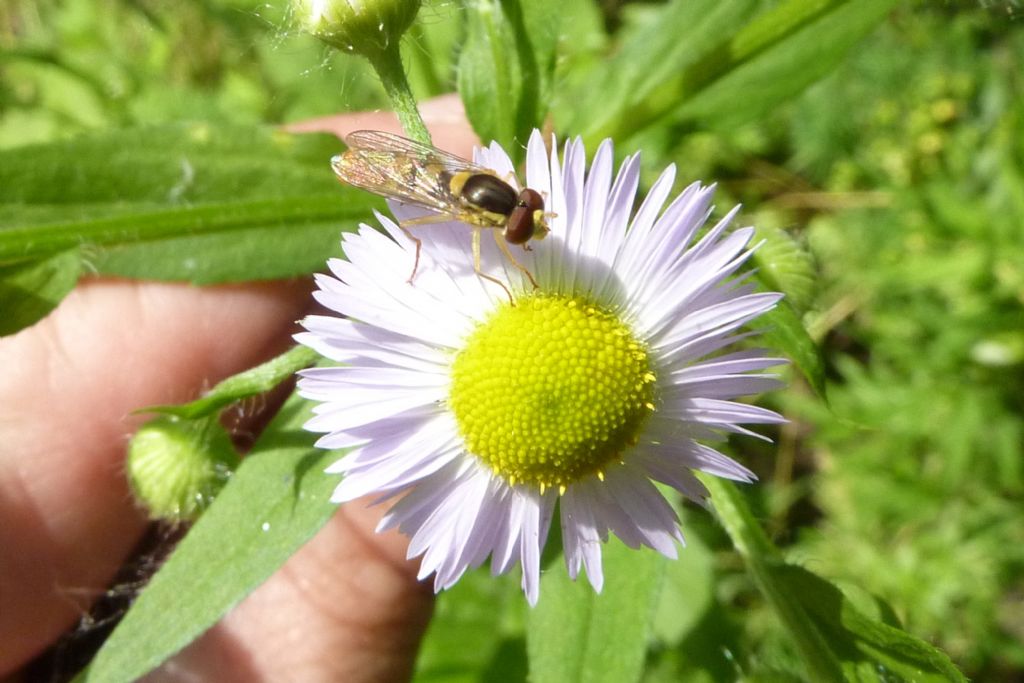 Syrphidae:  Sphaerophoria sp., maschio